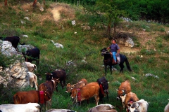 transumanza-24-giugno-2005-036-Copy