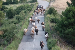 transumanza-24-giugno-2005-043-Copy
